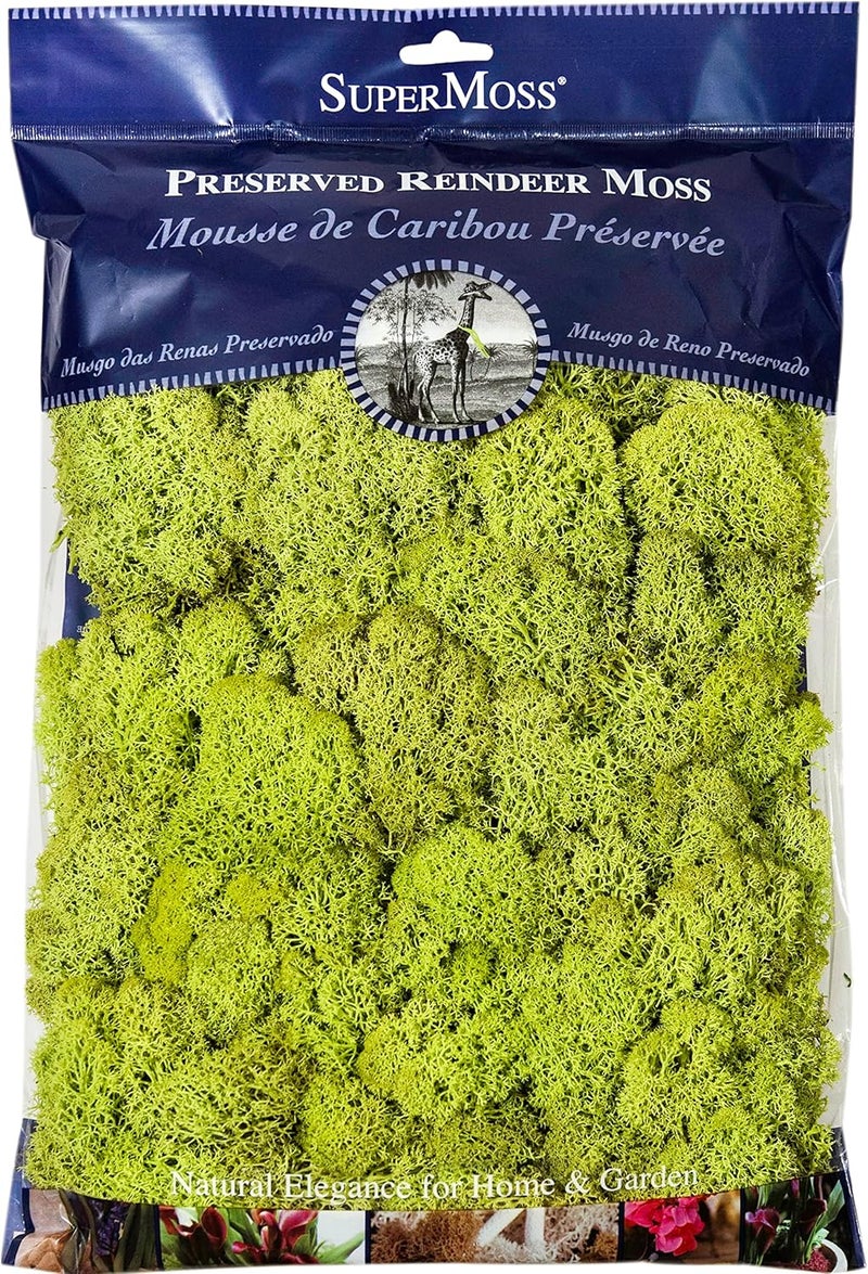 SuperMoss Preserved Reindeer Moss in Chartreuse - Ideal for Home Decor and Craft Projects